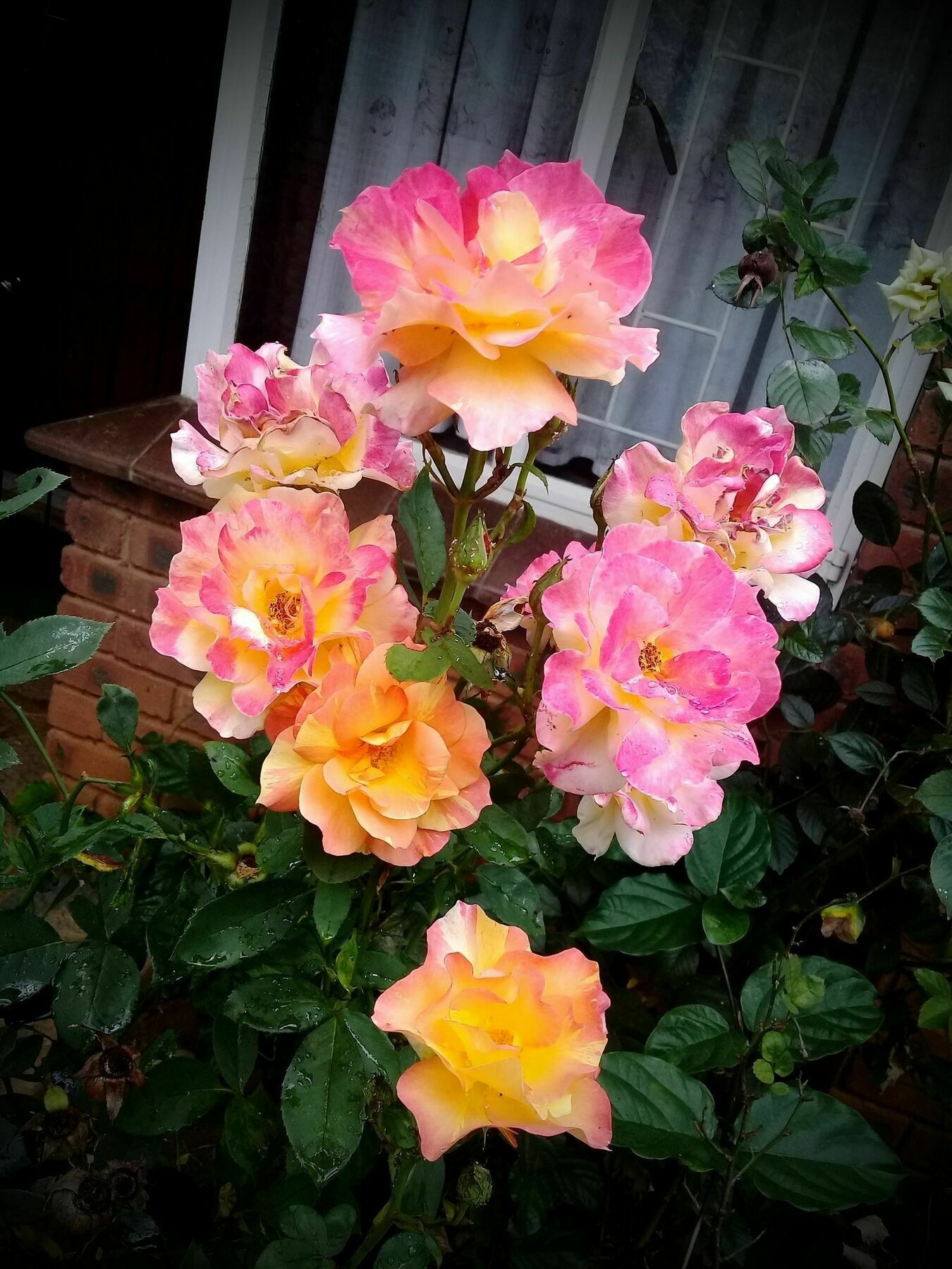 Lincoln Cottages Bnb & Self-Catering Pietermaritzburg Esterno foto